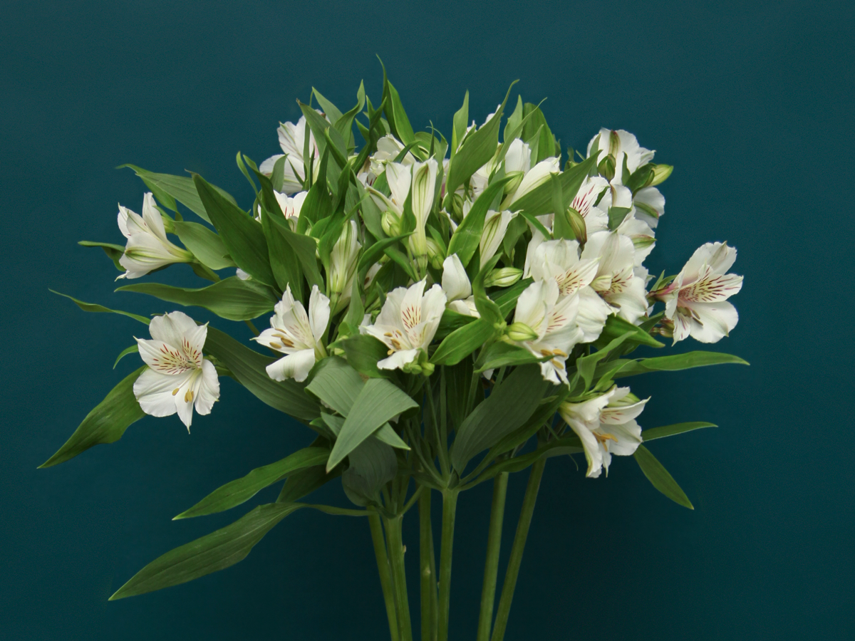 Alstromers Alstroemeria