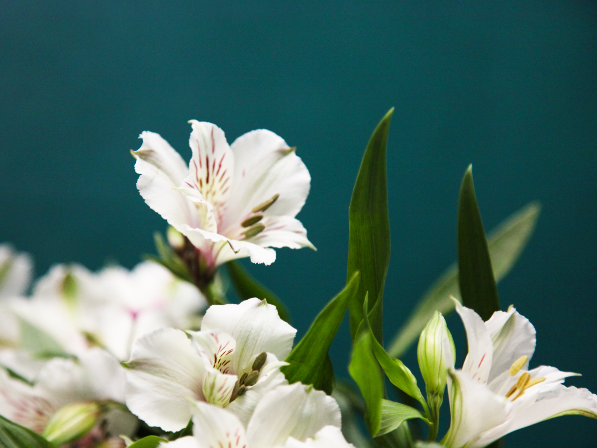 Alstromers Alstroemeria