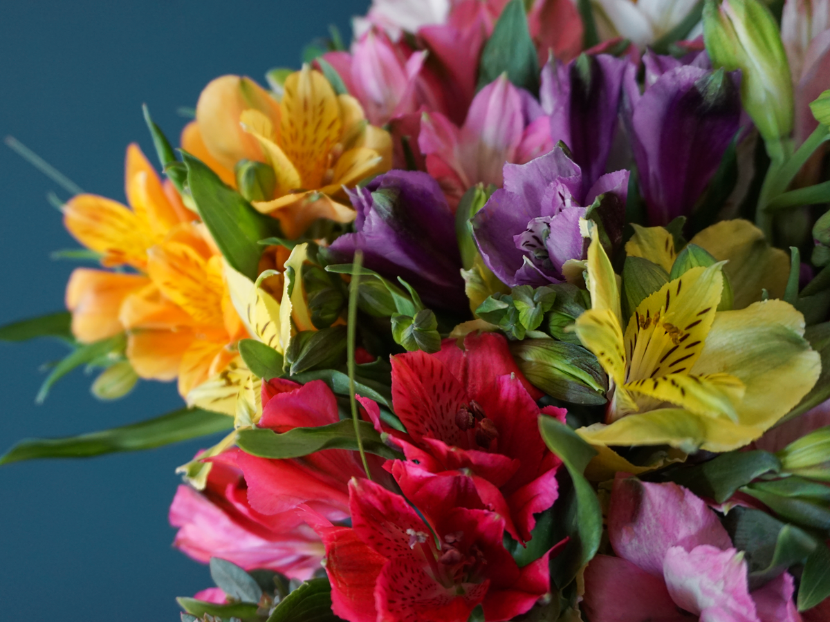 Alstromers Alstroemeria