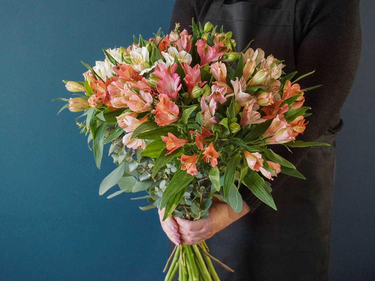 Alstromers Alstroemeria