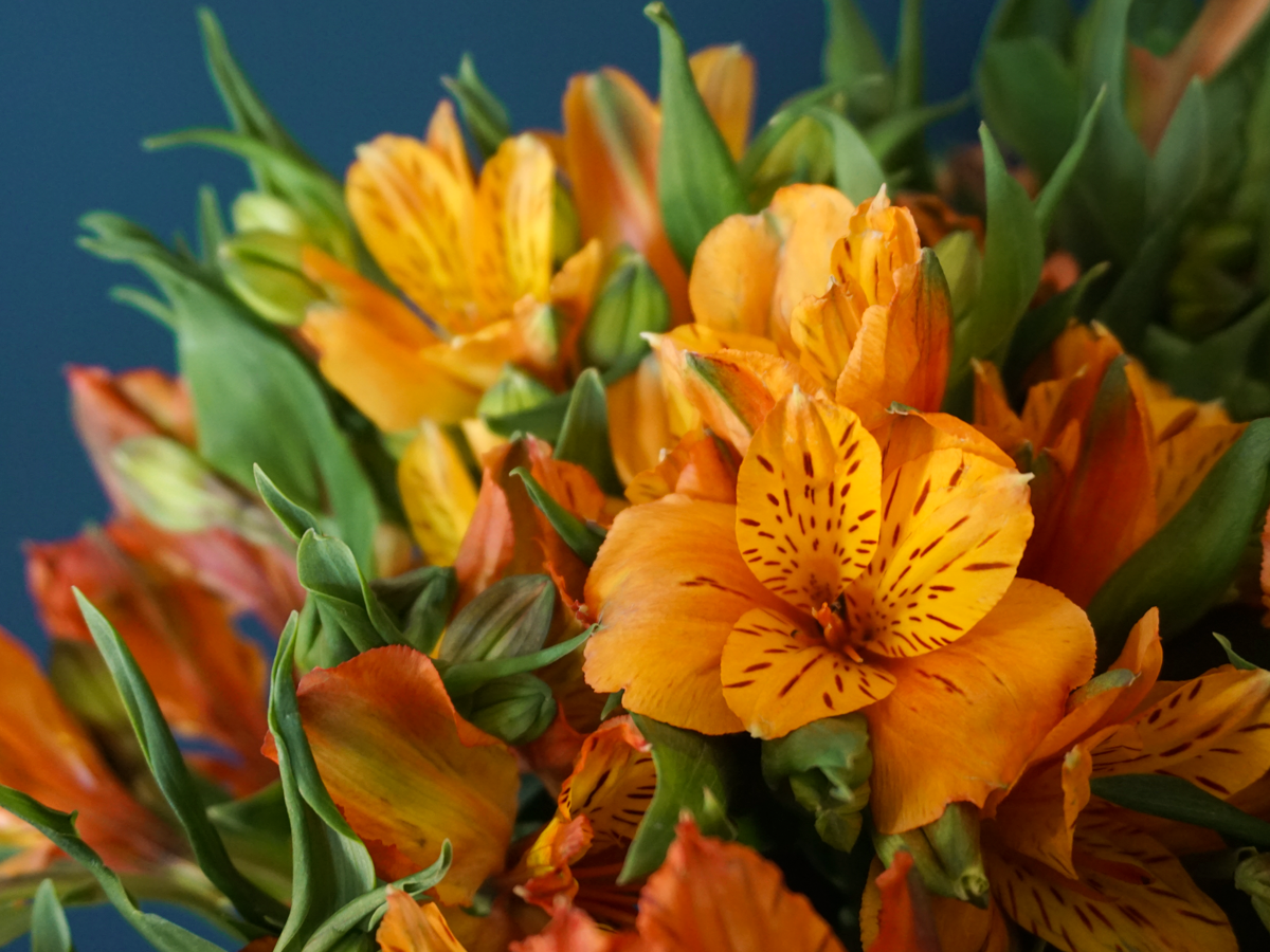 Alstromers Alstroemeria