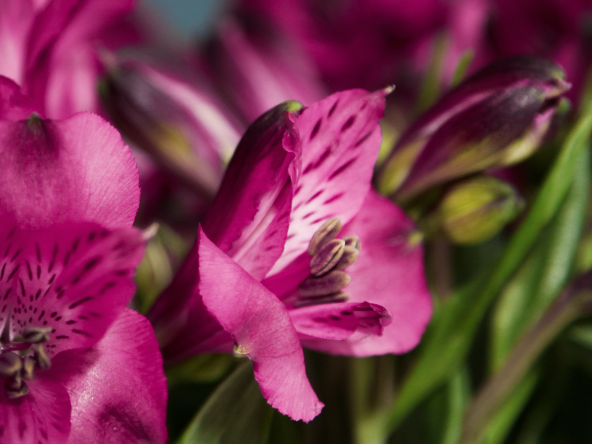 Alstromers Alstroemeria