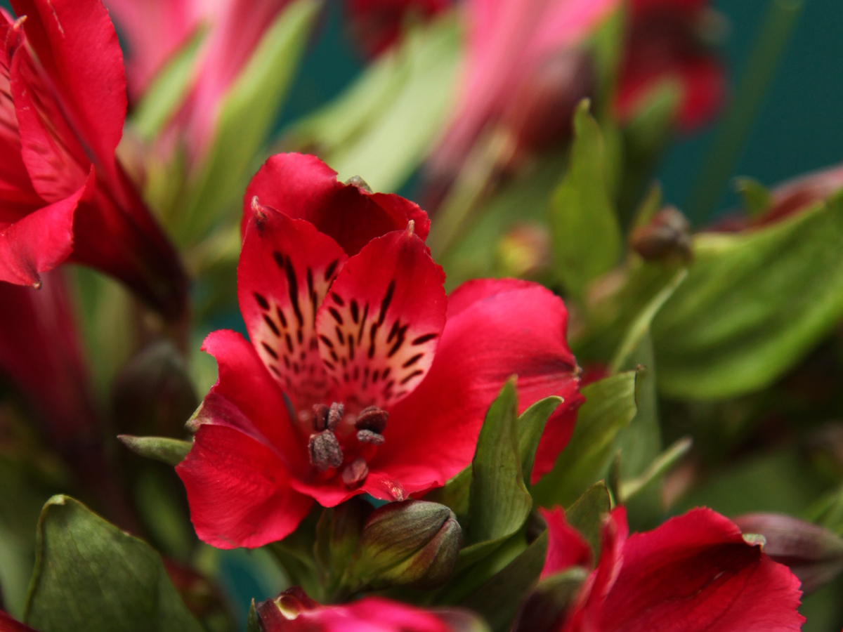 Alstromers Alstroemeria