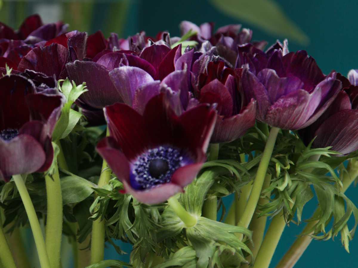 Vizculi Anemone |