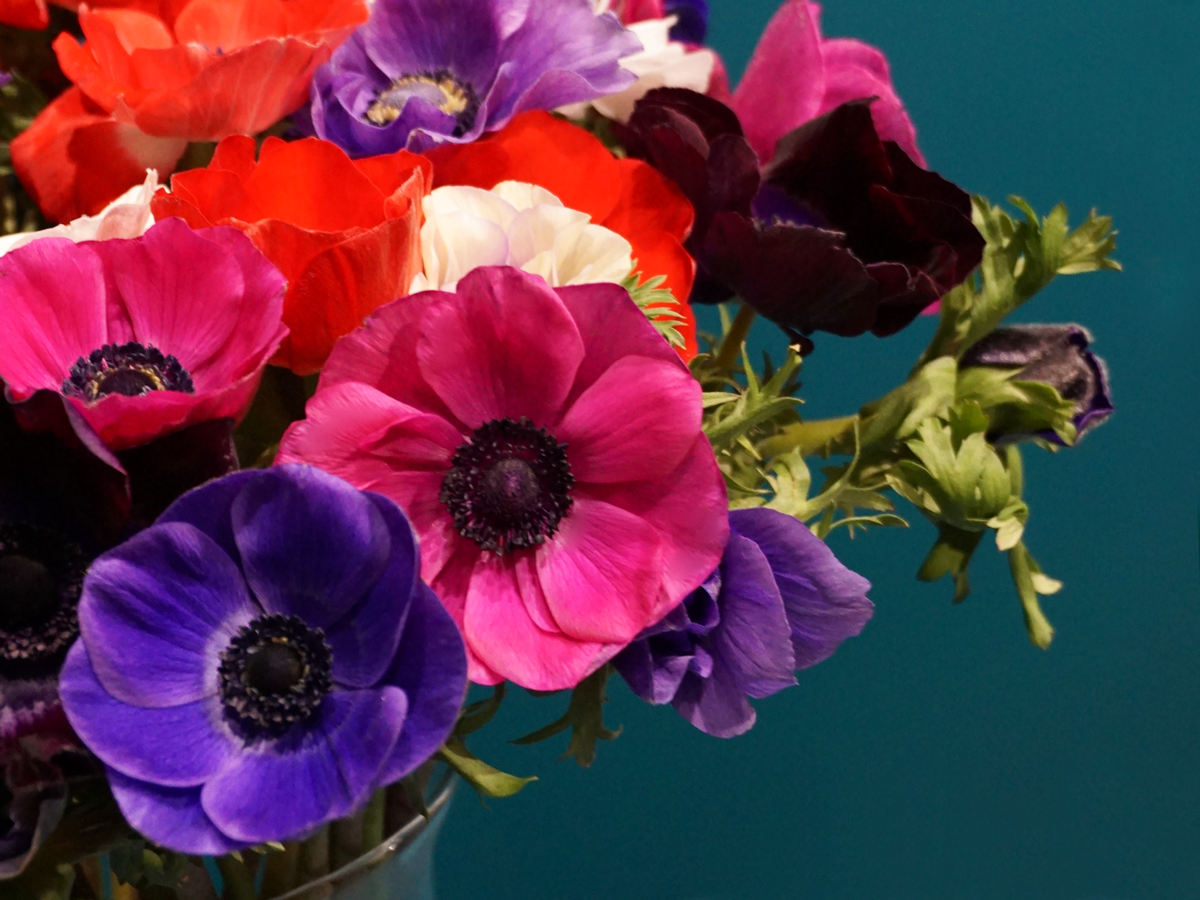 Vizculi Anemone |