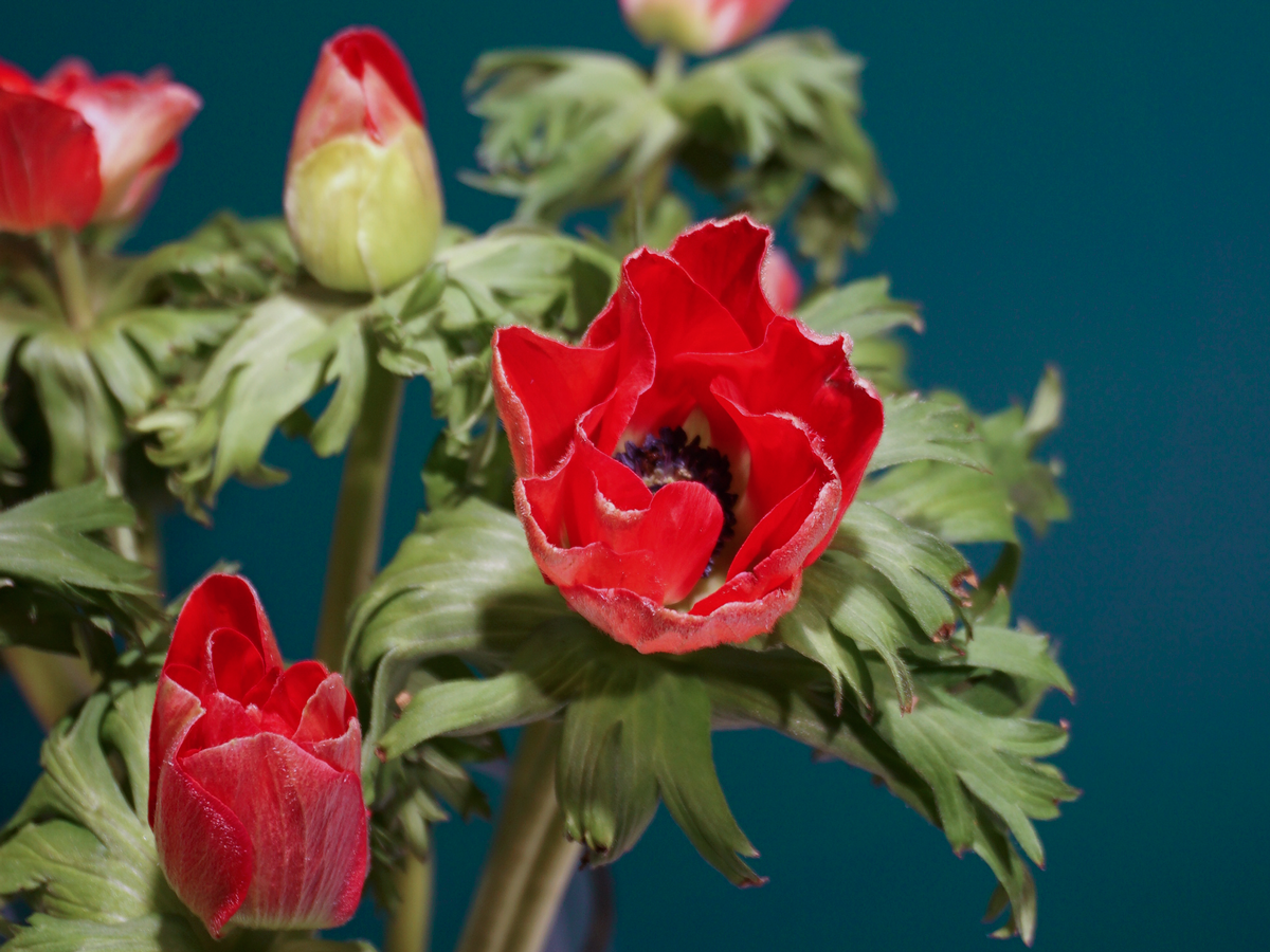Vizculi Anemone |