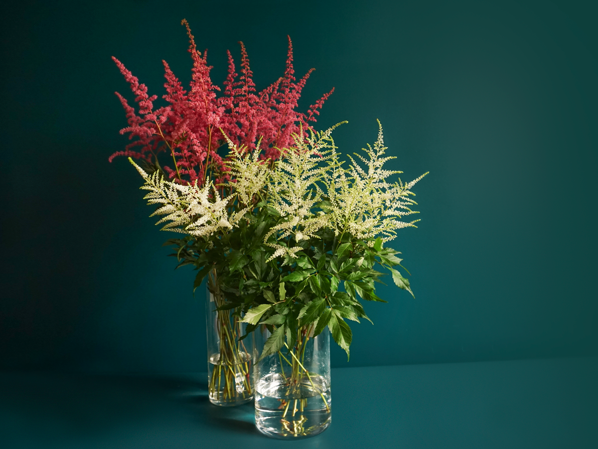 Astilbes | Astilbe |