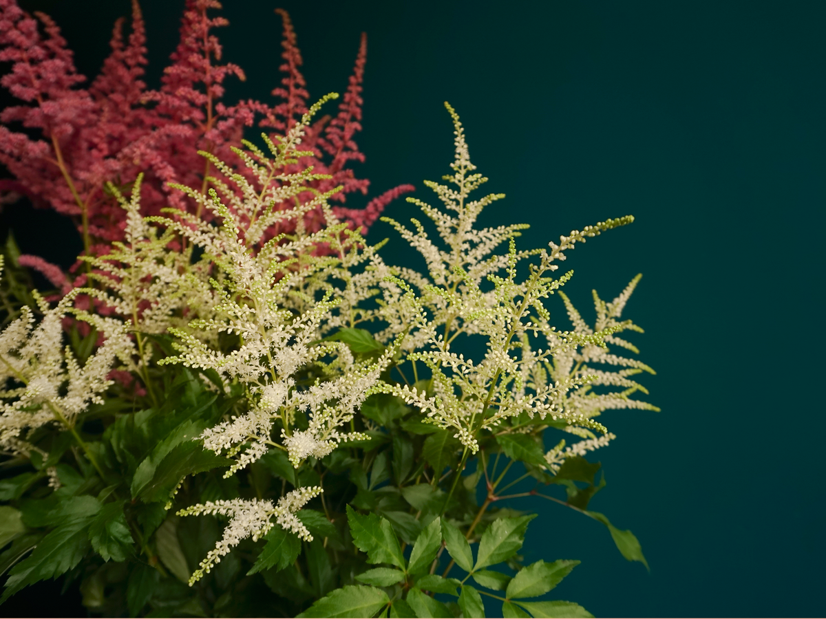 Astilbes | Astilbe |