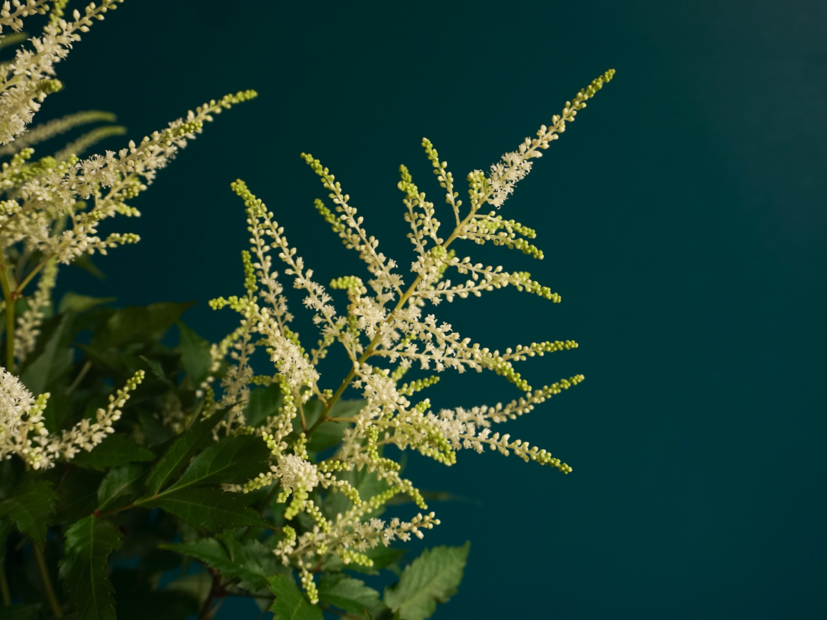 Astilbes | Astilbe |