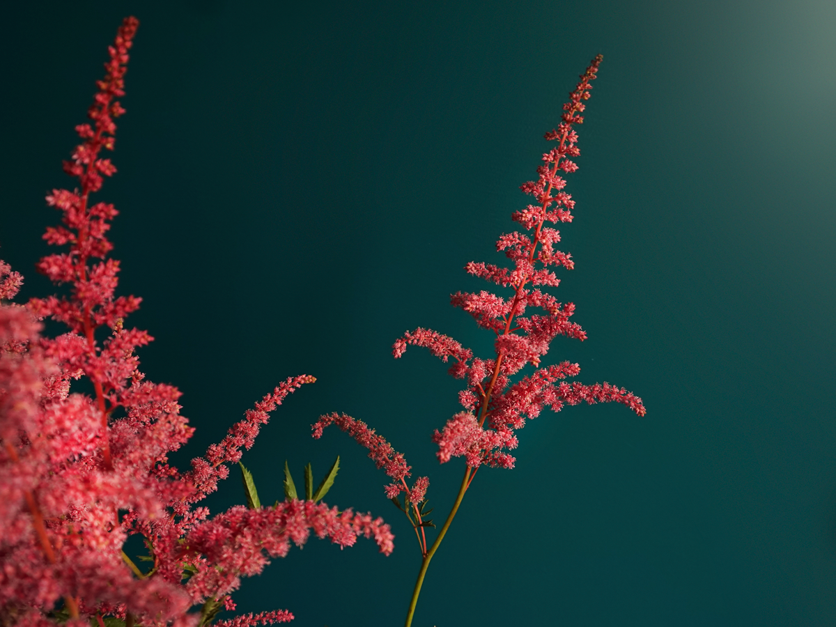 Astilbes | Astilbe |