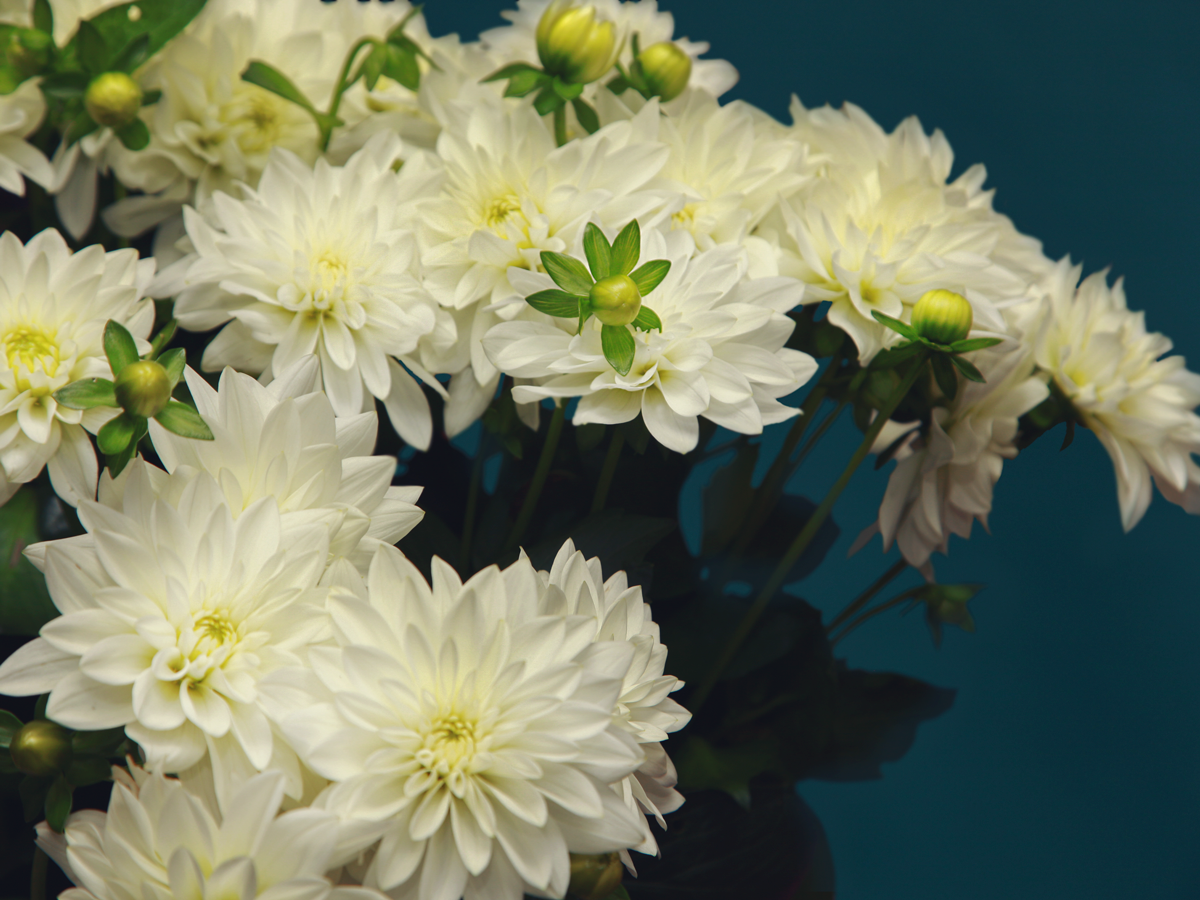 Dālijas | Dahlia |