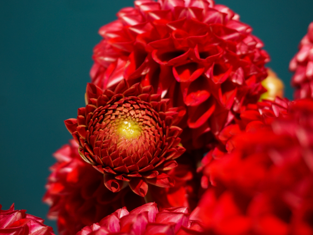 Dālijas | Dahlia |
