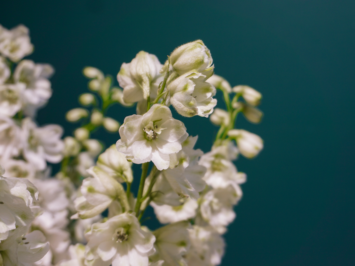 Dolphins Delphinium