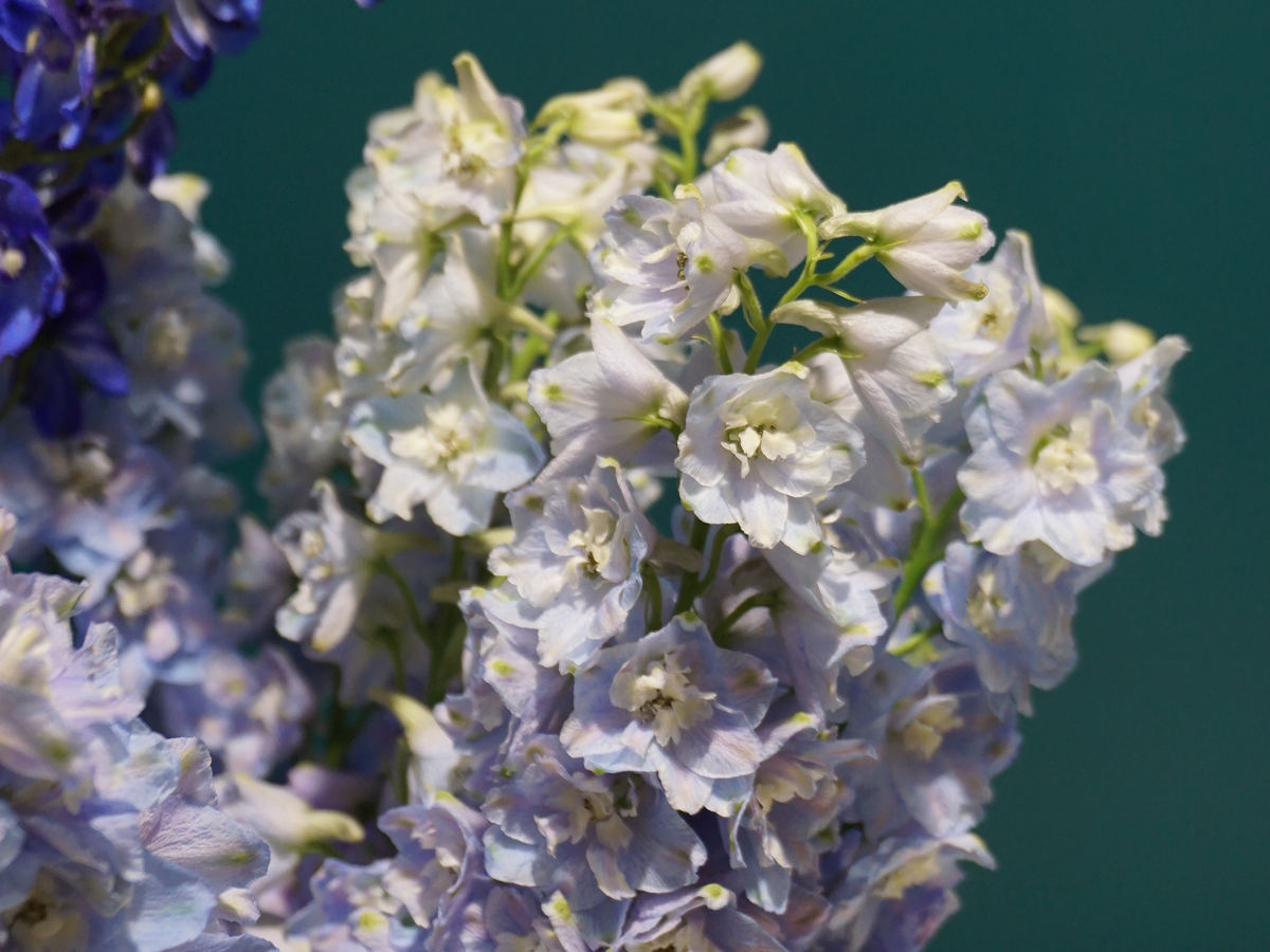 Dolphins Delphinium