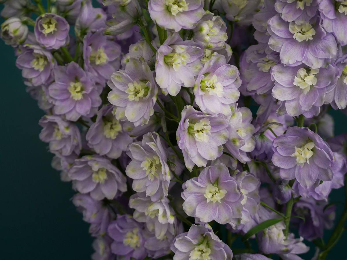 Dolphins Delphinium