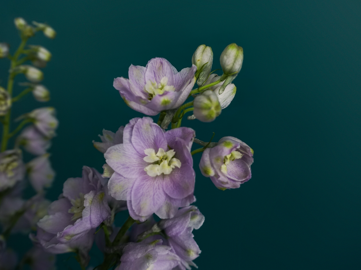 Dolphins Delphinium