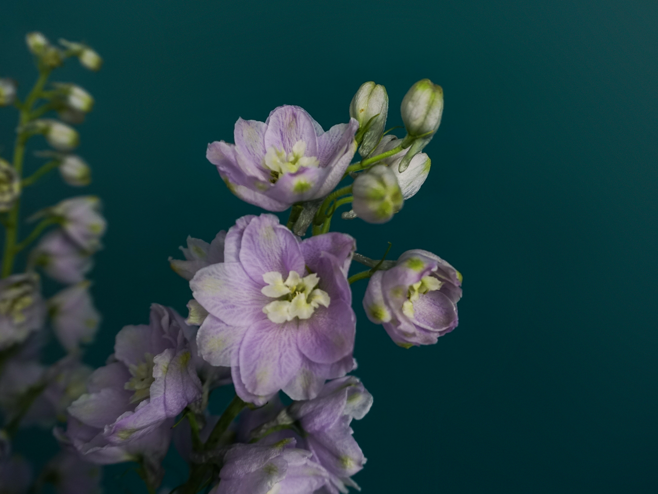 Delfīnijas | Delphinium |