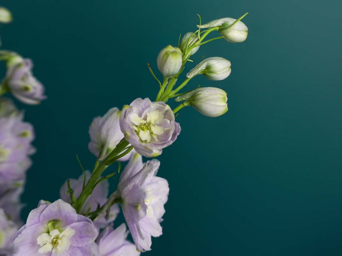 Dolphins Delphinium
