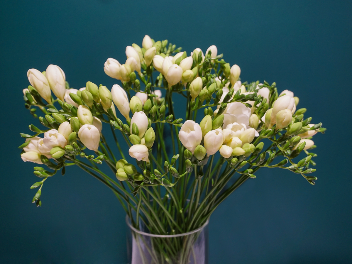 Freesia Freesia