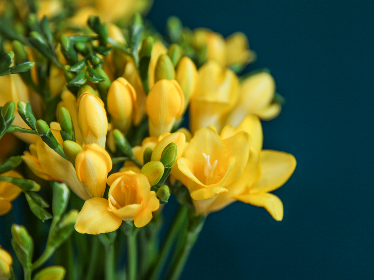 Freesia Freesia
