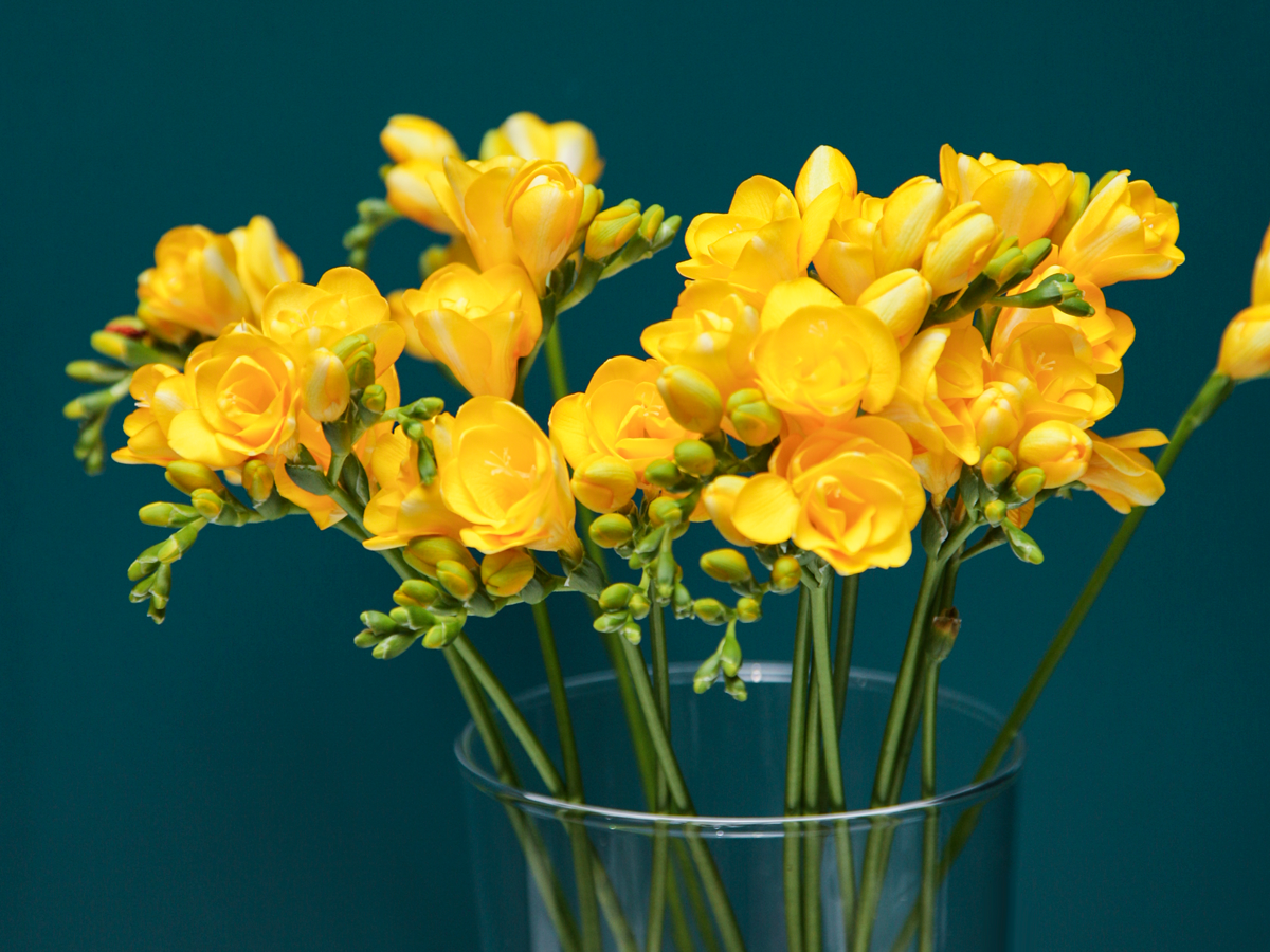 Freesia Freesia