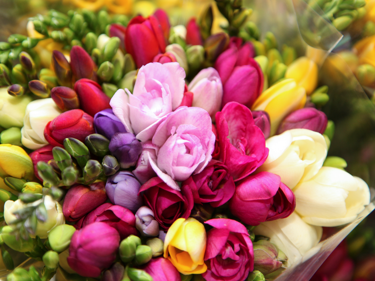 Freesia Freesia
