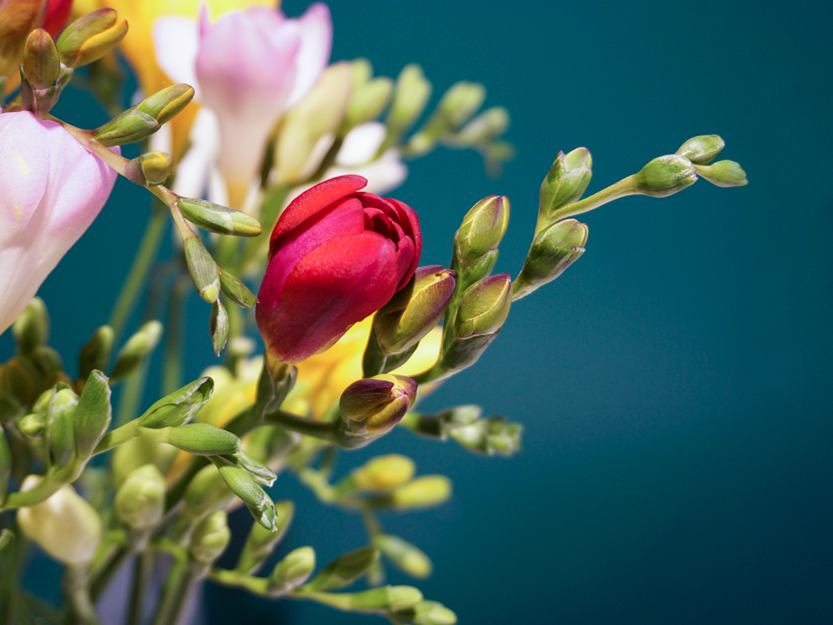 Freesia Freesia