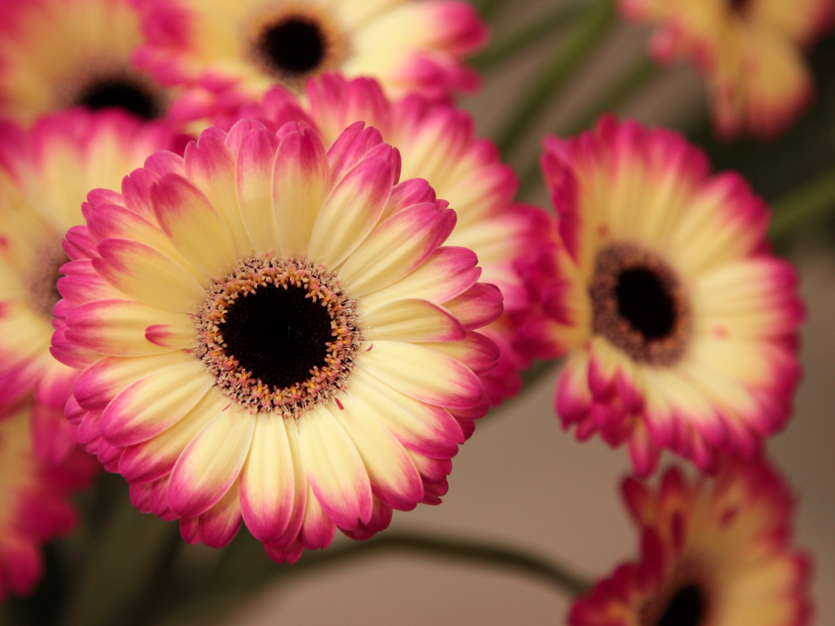 Mini gerberas | Germini |