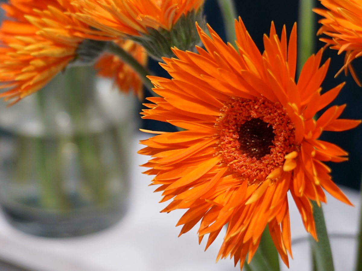 Mini gerberas | Germini |