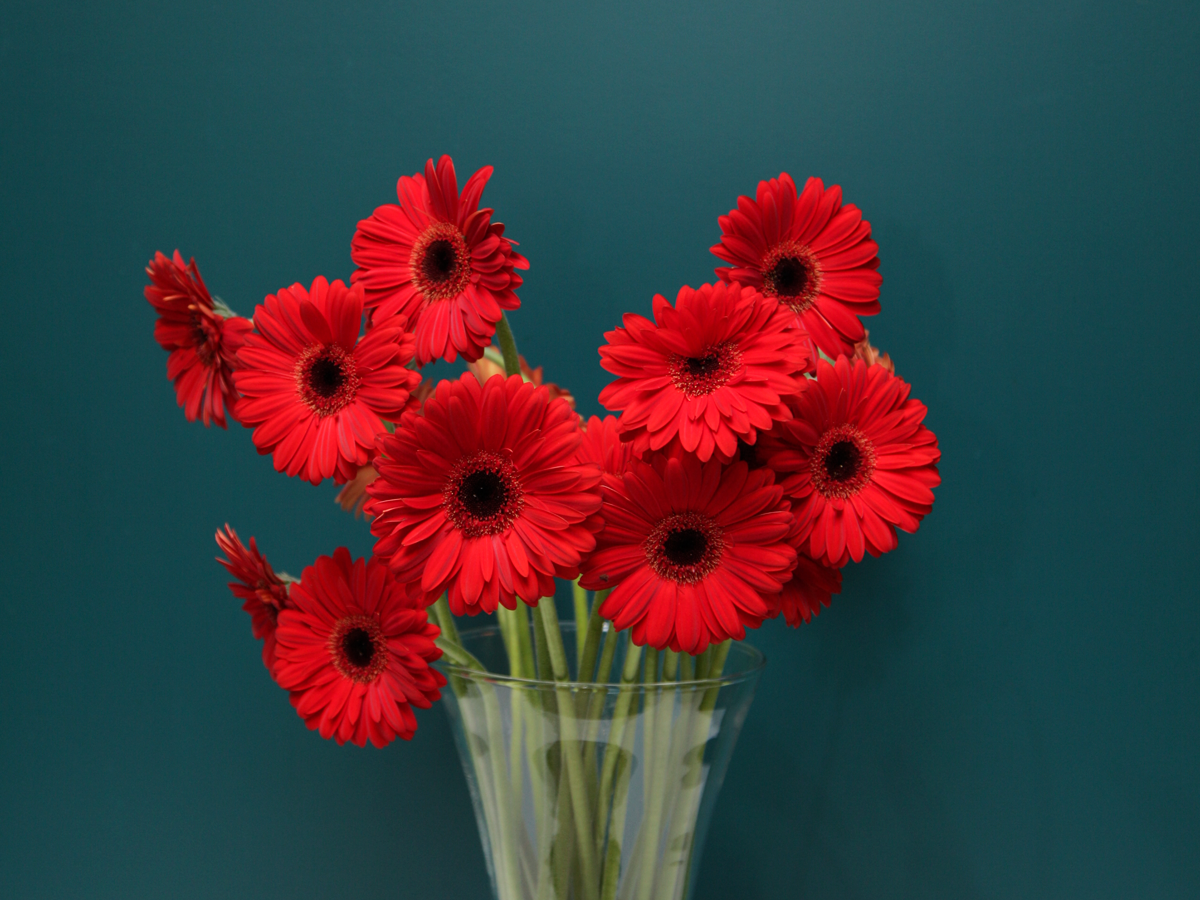 Gerberas | Gerbera |