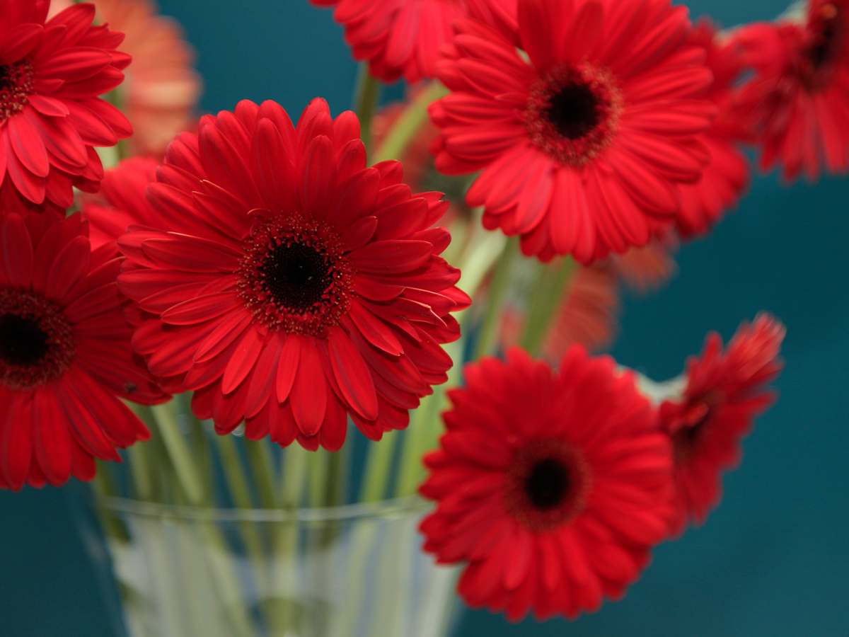Gerberas | Gerbera |