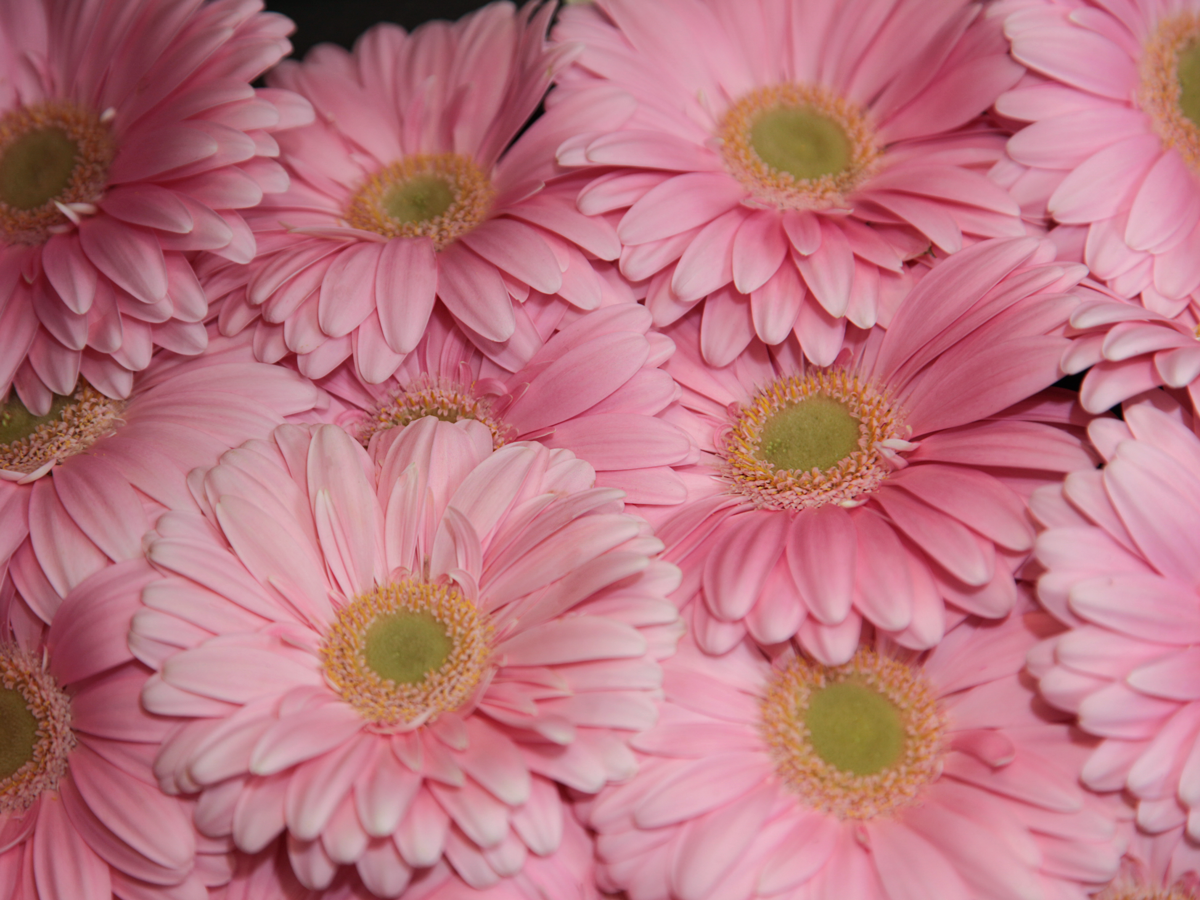 Mini gerberas | Germini |