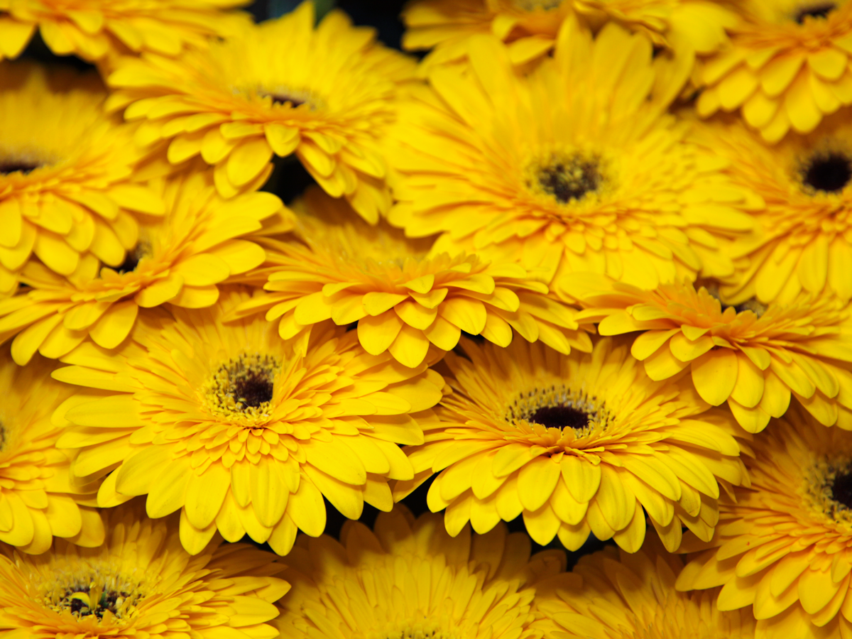 Mini gerberas | Germini |