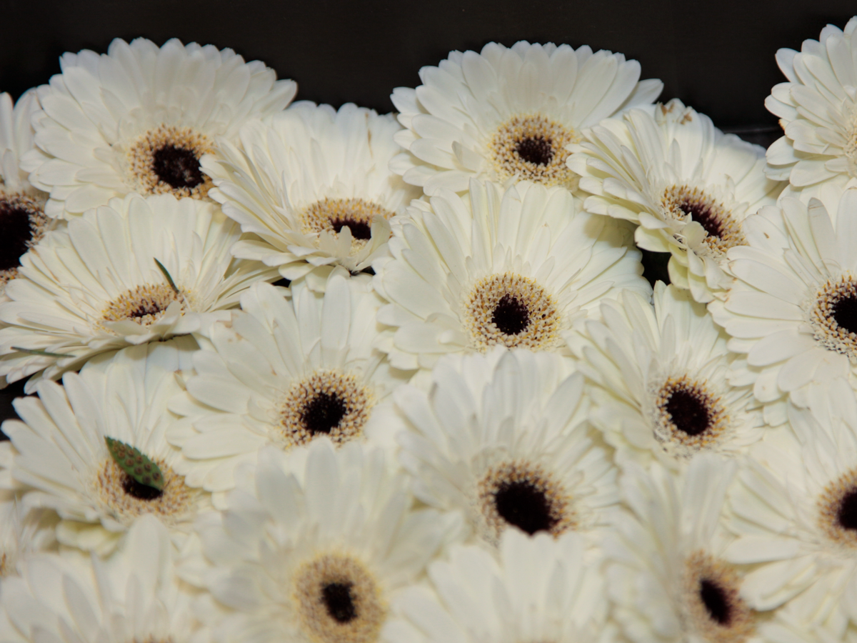Mini gerberas | Germini |