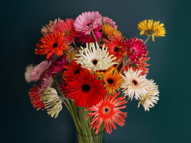 Gerberas | Gerbera |