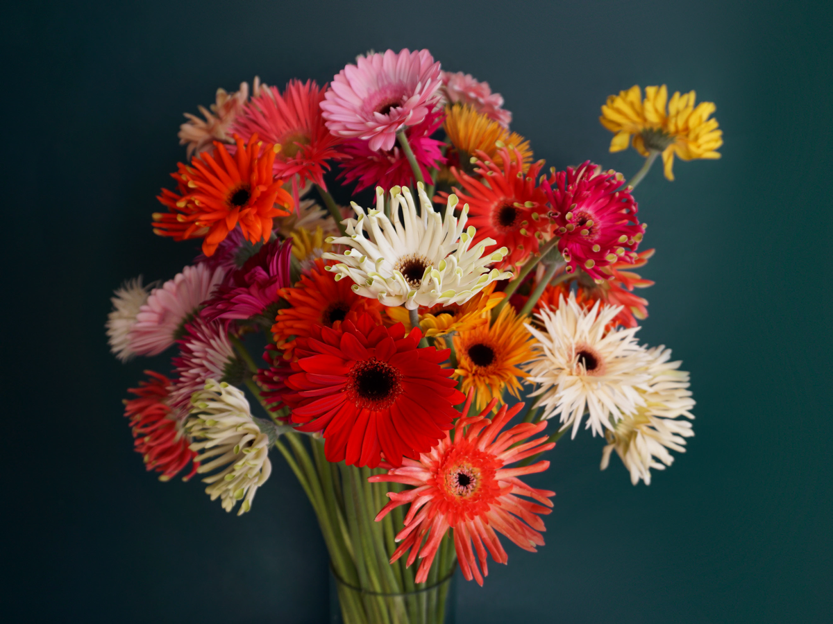 Gerberas | Gerbera |