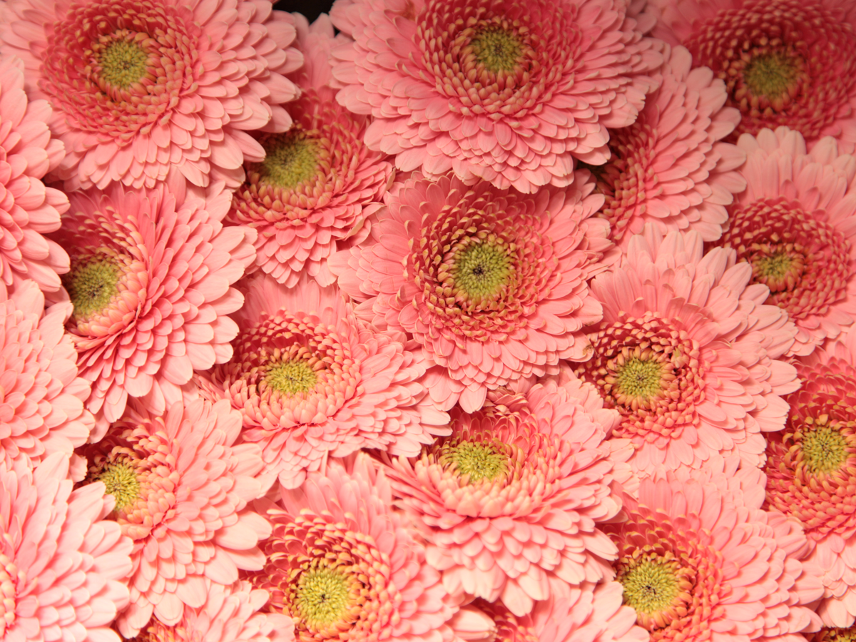 Mini gerberas | Germini |