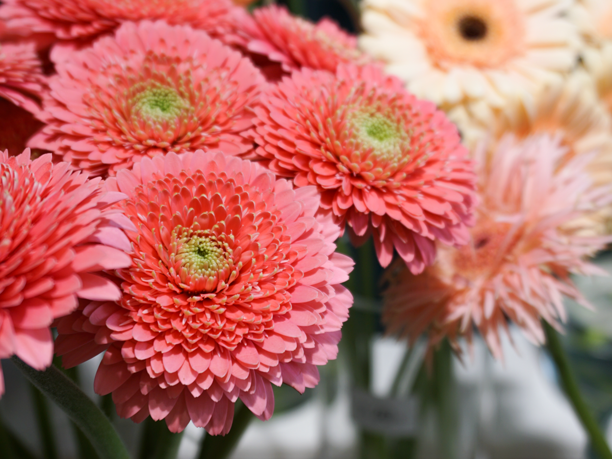 Mini gerberas | Germini |