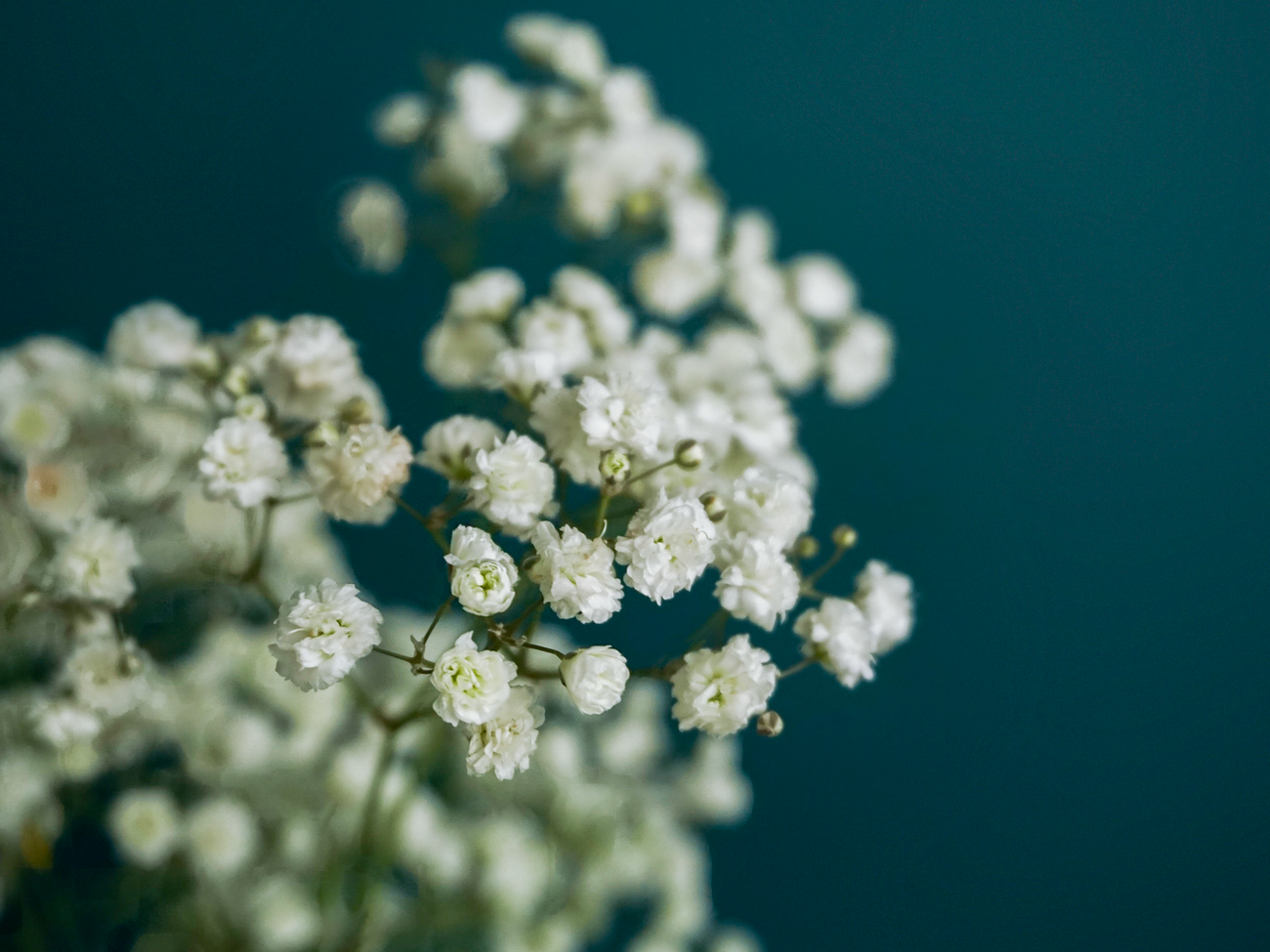 Gypsum Gypsophila
