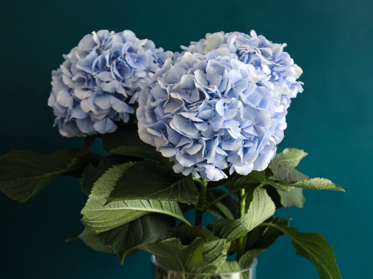 Hydrangeas Hydrangea