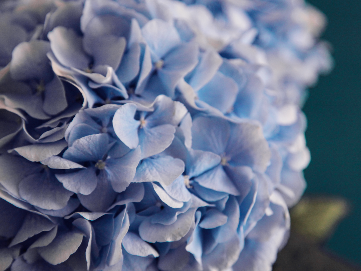Hydrangeas Hydrangea