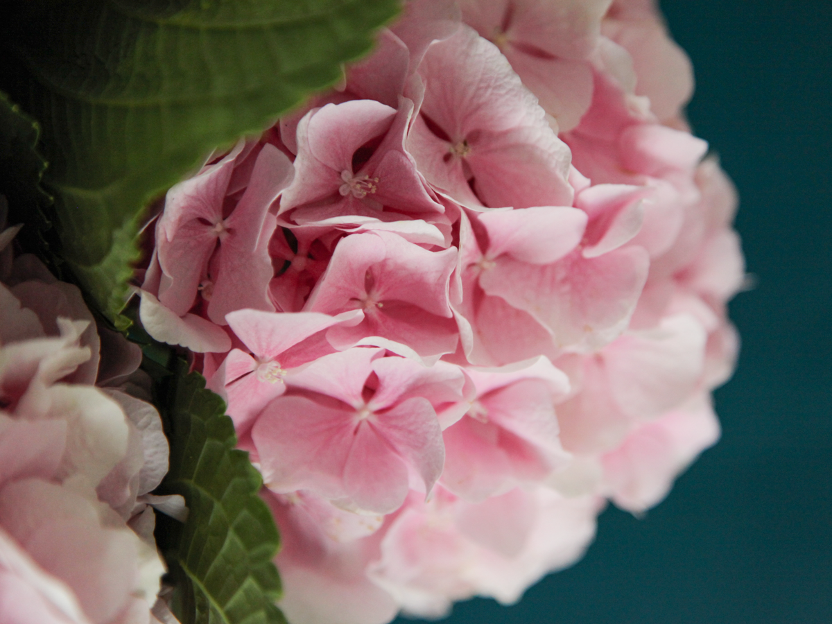 Hydrangeas Hydrangea