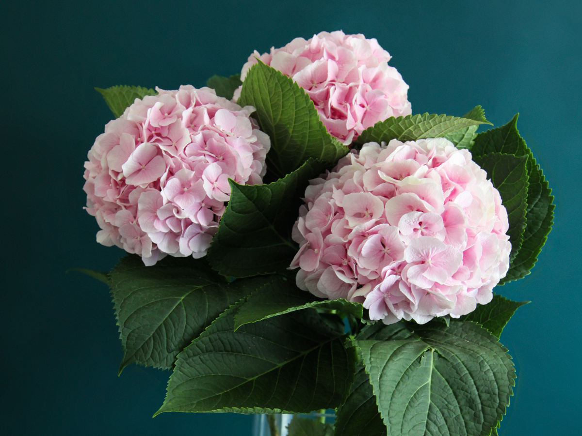 Hydrangeas Hydrangea