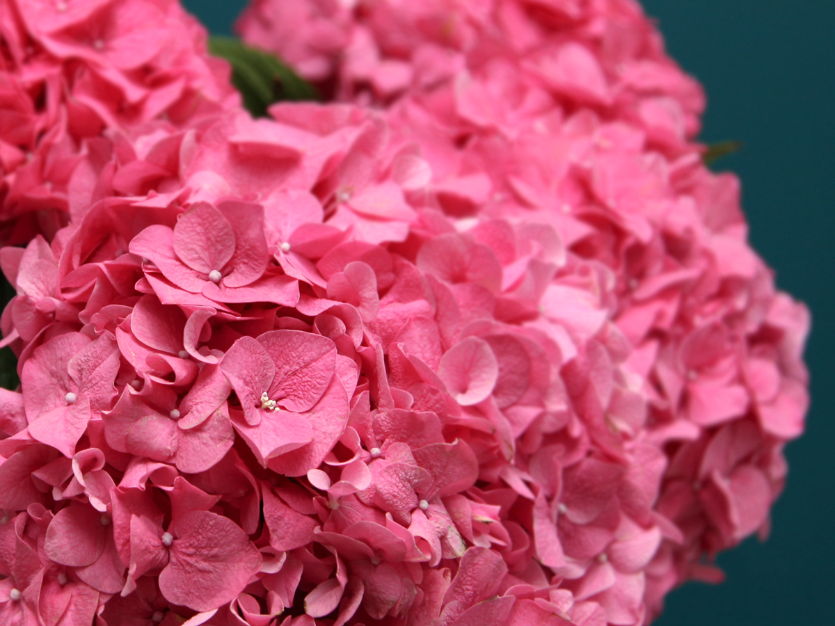 Hydrangeas Hydrangea