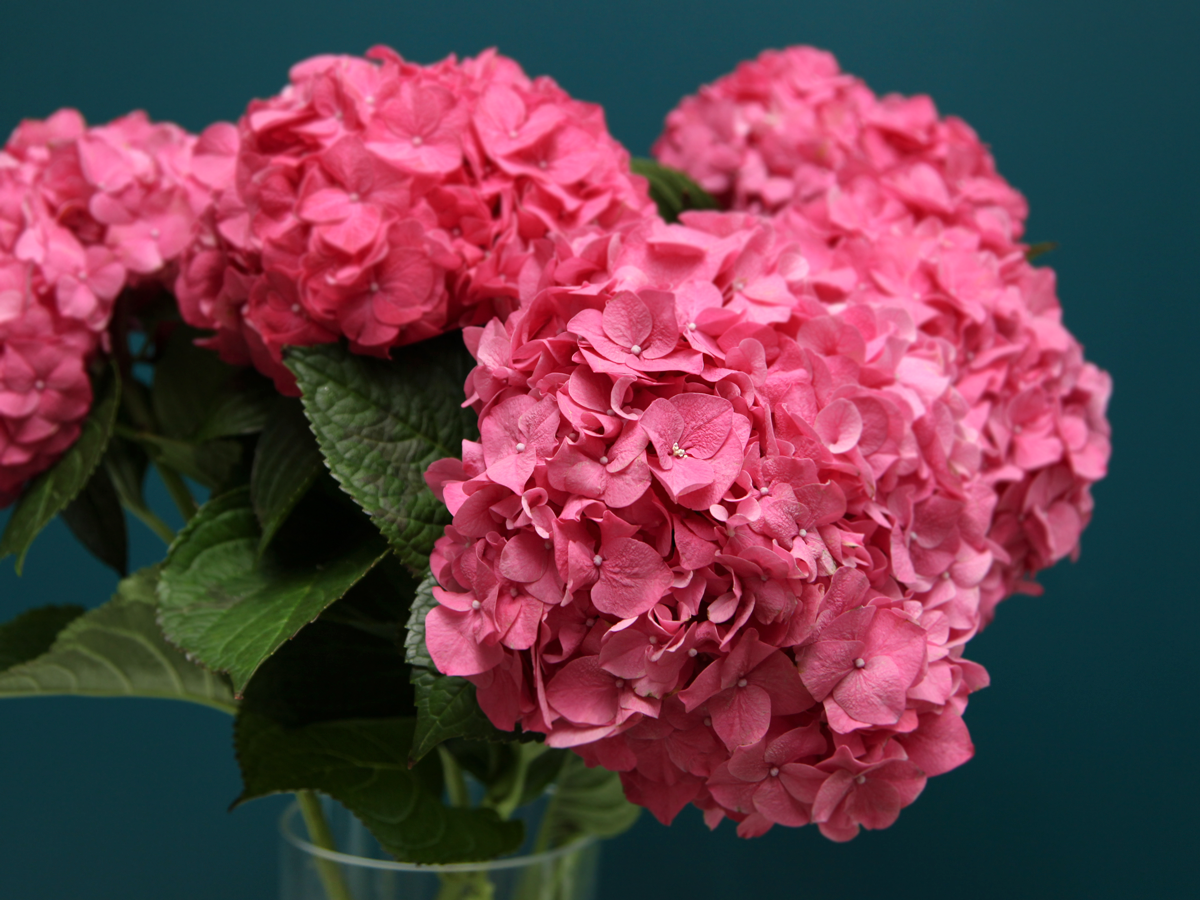 Hydrangeas Hydrangea