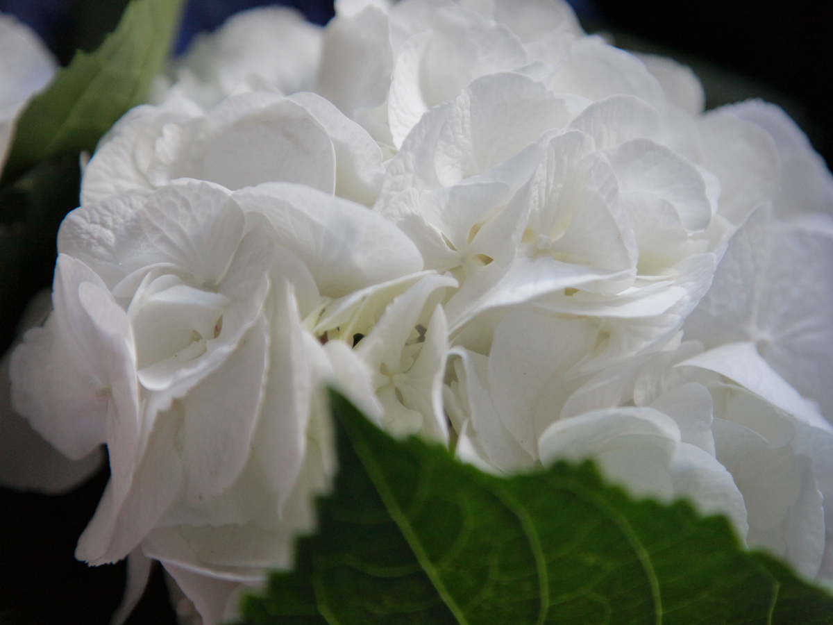 Hydrangeas Hydrangea