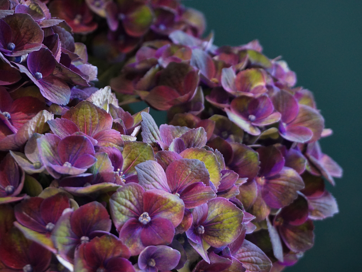 Hydrangeas Hydrangea