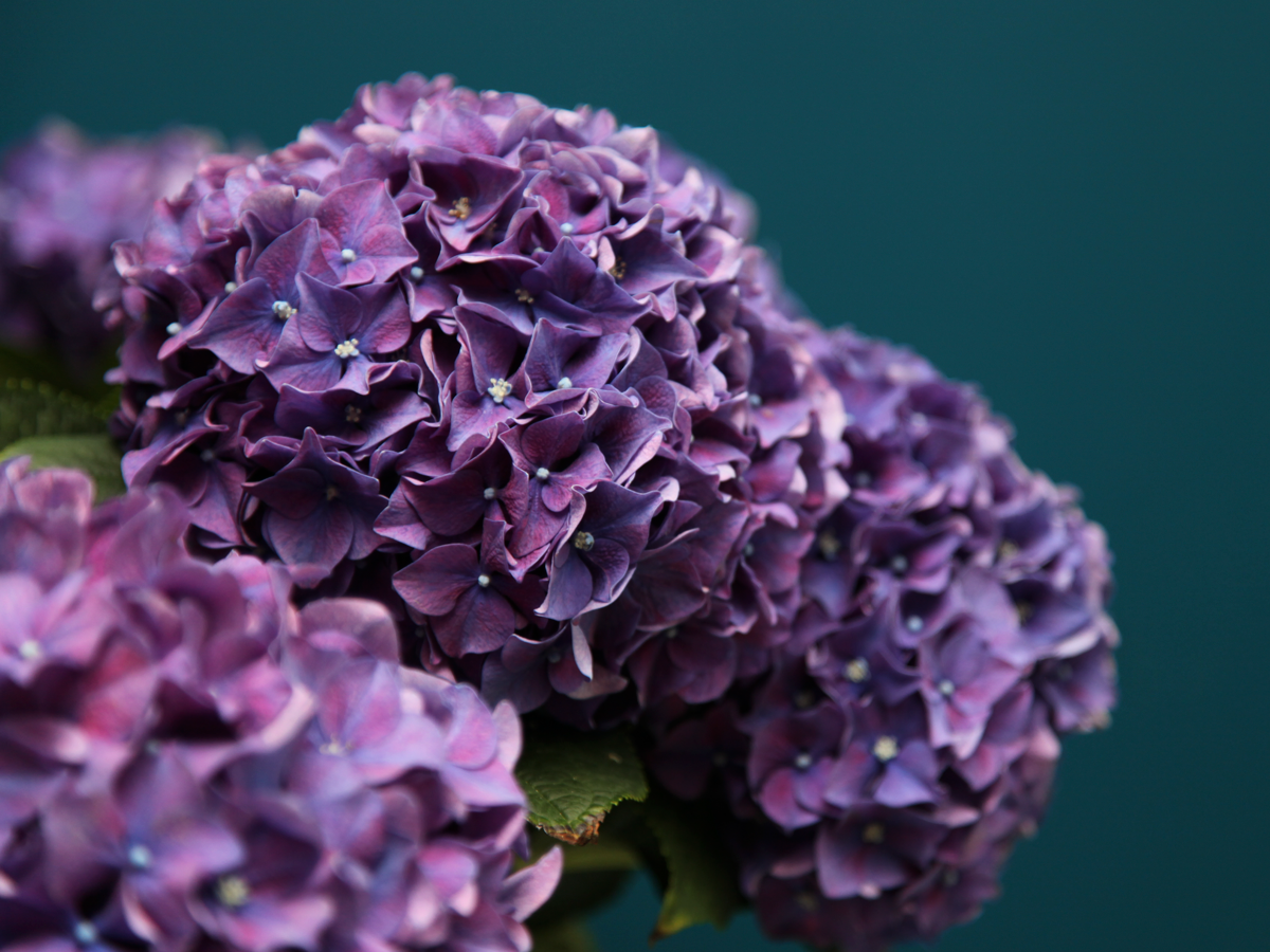 Hydrangeas Hydrangea