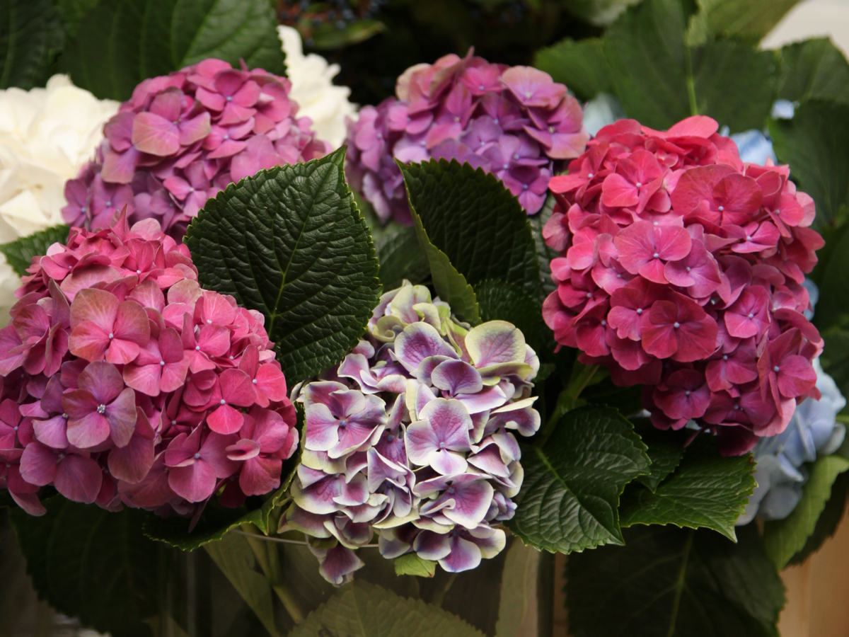 Hydrangeas Hydrangea