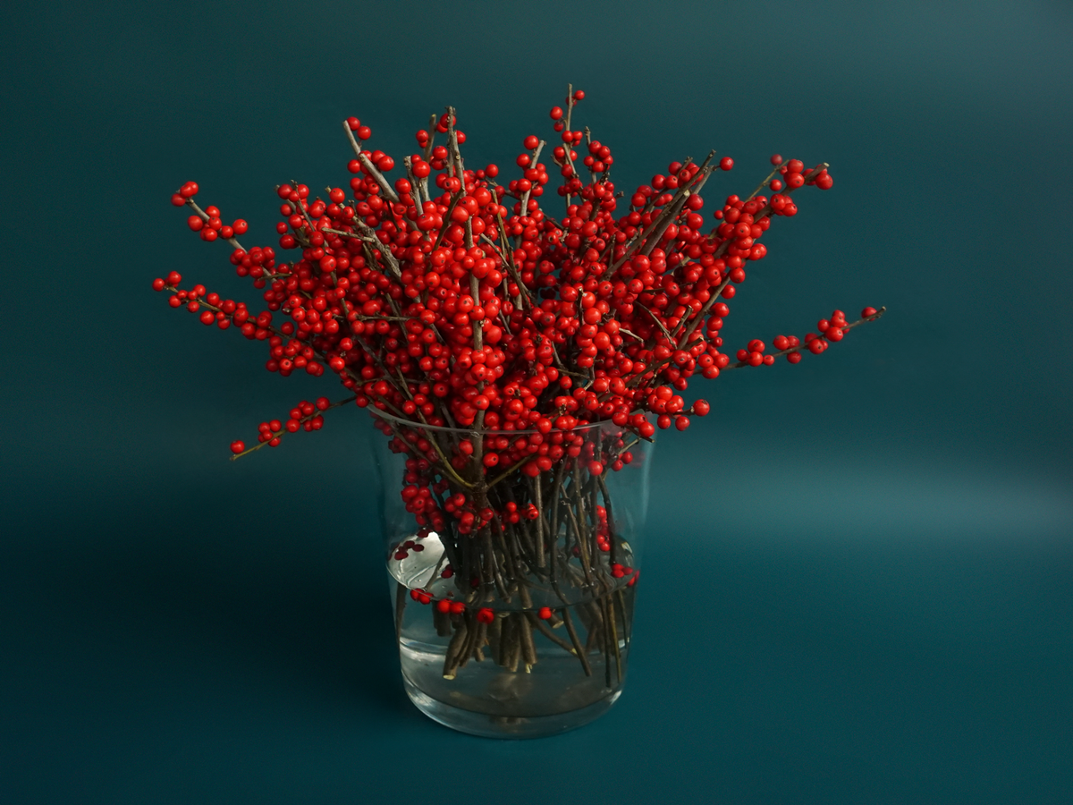 Īlekss | Ilex verticillata |